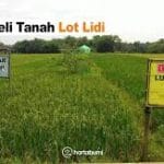 APAKAH RISIKO MEMBELI LOT LIDI