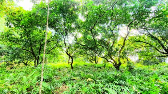 Sungai Lui Hulu Langat