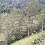 Dusun Buah Hulu Langat