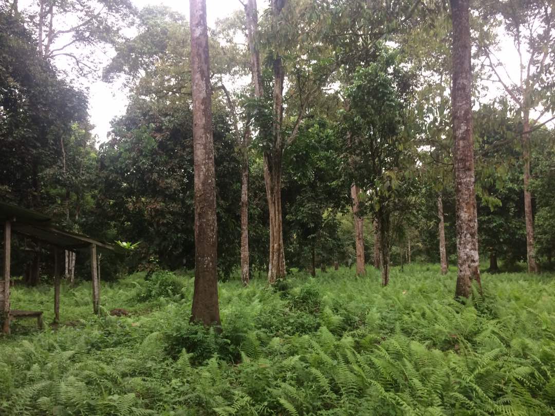 Orchard Land Hulu Langat