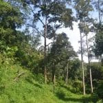 Tanah Untuk Dijual Sungai Gahal