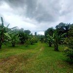 Dusun Buah Hulu Langat