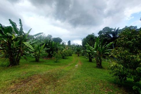 Dusun Buah Hulu Langat