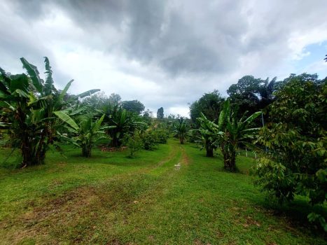 Dusun Buah Hulu Langat