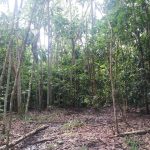 kebun Jelebu Negeri Sembilan