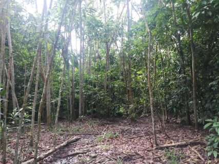 kebun Jelebu Negeri Sembilan