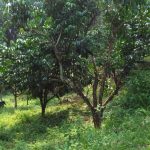 Tanah Dusun Parit Perak