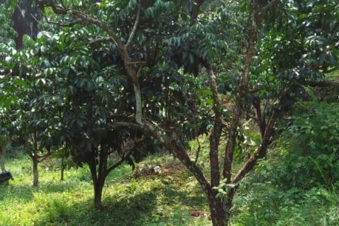 Tanah Dusun Parit Perak