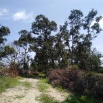 Durian Orchard Bentong Pahang