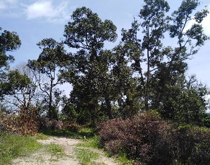 Durian Orchard Bentong Pahang