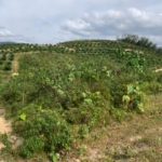 Tanah Pertanian Lenggeng