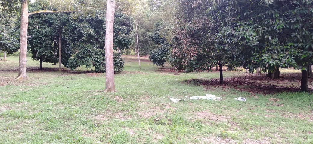 Tanah dusun Rantau Seremban