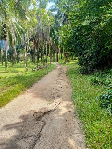 Tanah Kampung Kepis Hilir