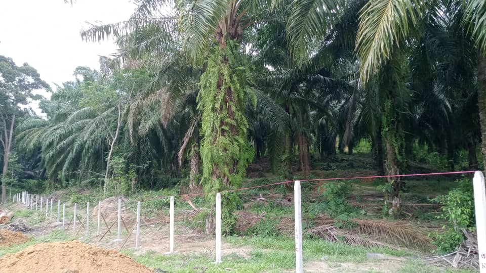 Tanah sawit Kuala Kangsar