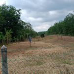 Tanah kebun Tampin