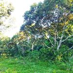 Dusun Durian Titian Bintangor