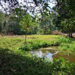 Tanah Kebun Kuala Pilah