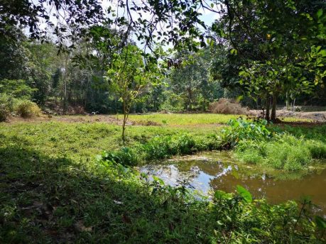 Tanah Kebun Kuala Pilah