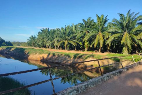 Kebun Sawit Sungai Raya Pasir Panjang Port Dickson