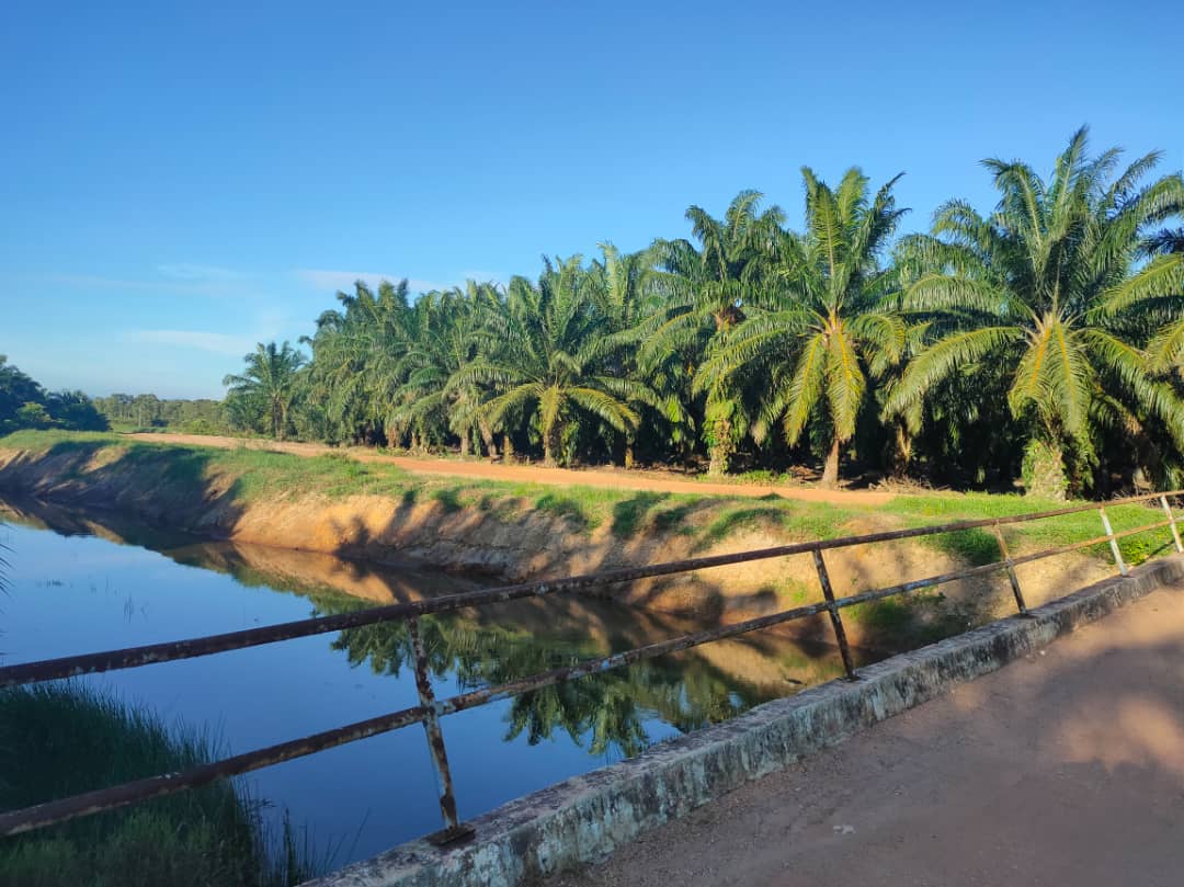 Kebun Sawit Sungai Raya Pasir Panjang Port Dickson