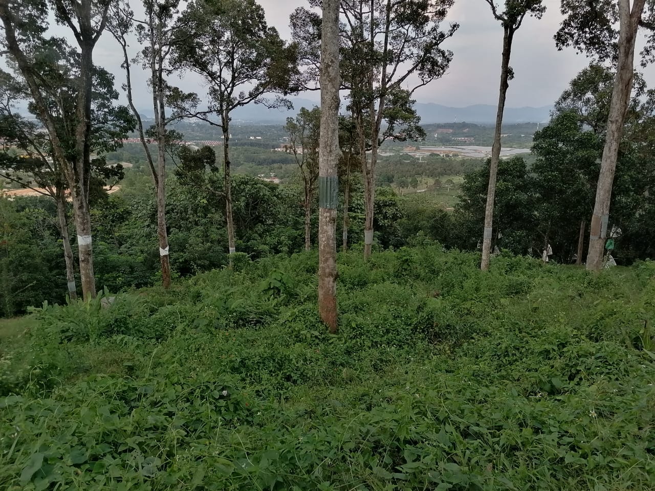 Dusun Durian Seremban