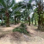 Tanah Jalan Bukit Sapi Ayer Karah Lenggong