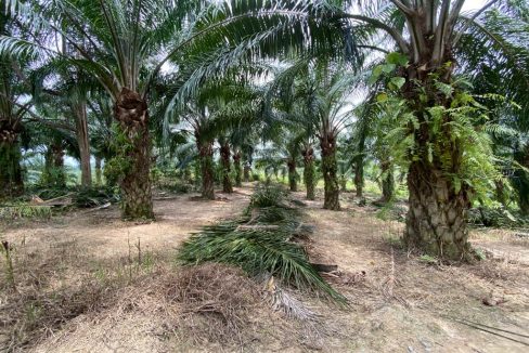 Tanah Jalan Bukit Sapi Ayer Karah Lenggong