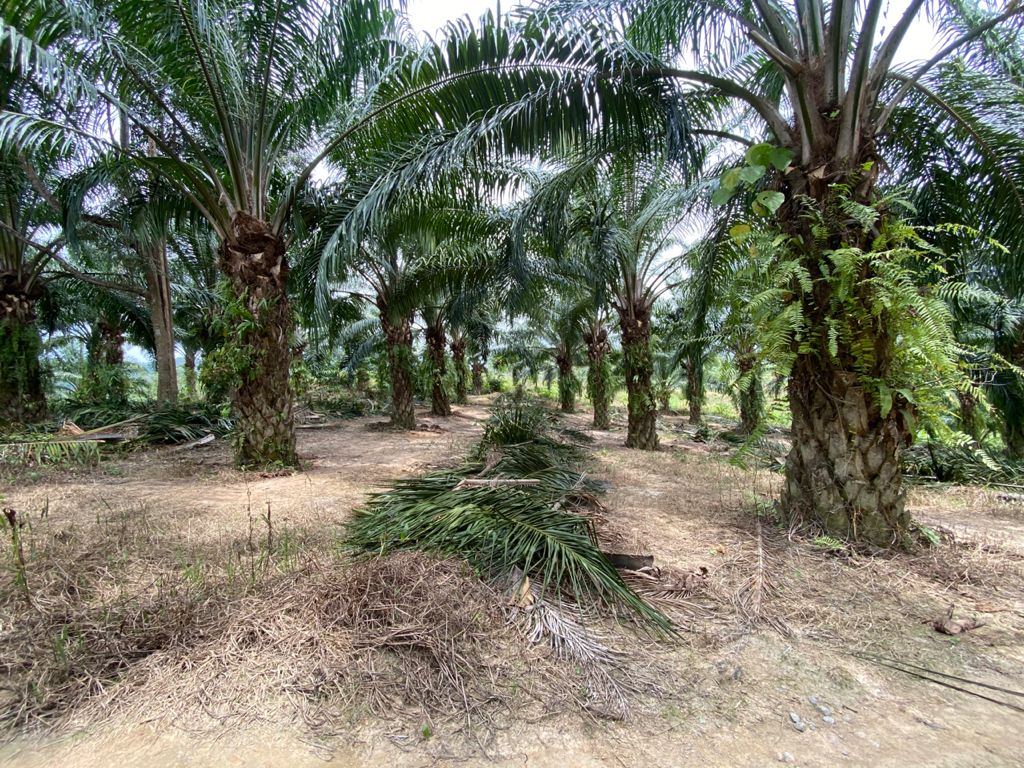 Tanah Jalan Bukit Sapi Ayer Karah Lenggong