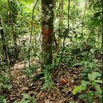 Tanah daerah Seri Menanti