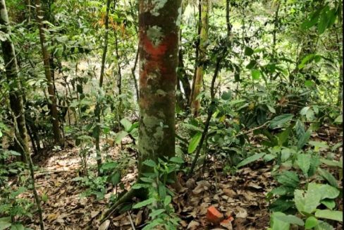 Tanah daerah Seri Menanti