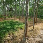 Kebun Ulu Muar Jemapoh Kuala Pilah