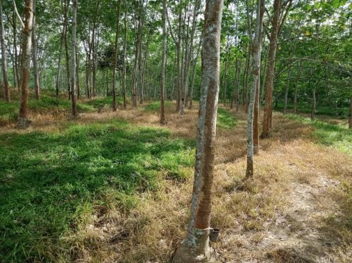 Kebun Ulu Muar Jemapoh