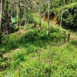 Tanah Parit Tinggi Kuala Pilah