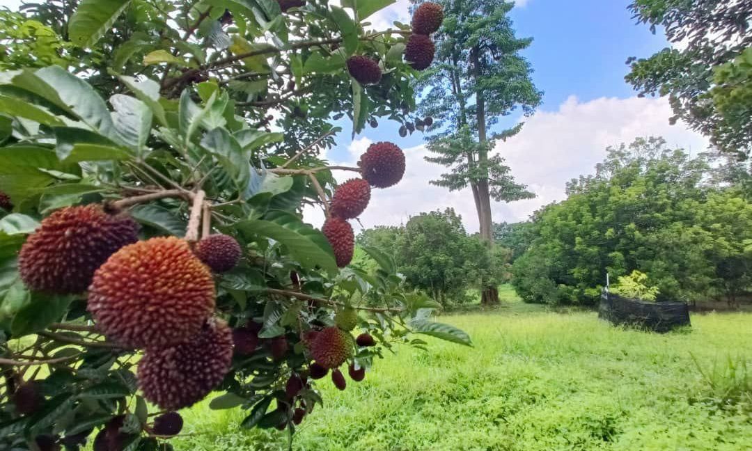 2ac51e84-f677-4ee6-a93a-037d31398718