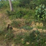 Tanah Malan Kepis Kuala Pilah