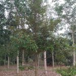 Tanah Kuala Kepis Kuala Pilah