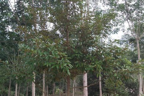 Tanah Kuala Kepis Kuala Pilah