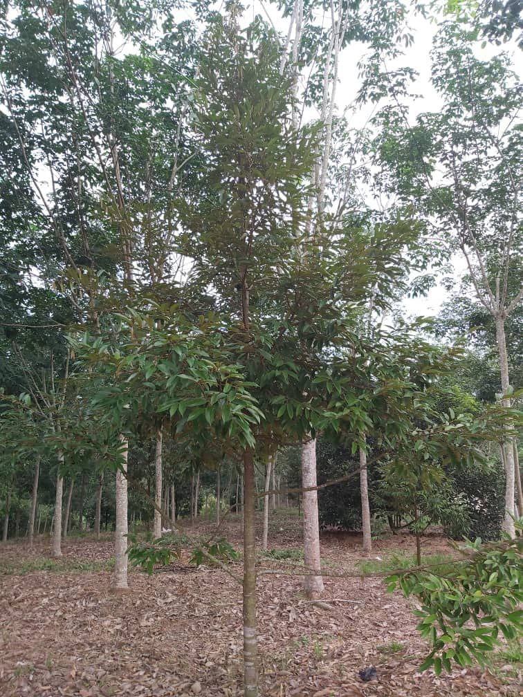 Tanah Kuala Kepis Kuala Pilah