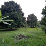 Tanah Kampung Gebok Mantin