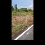 Tanah Sesapan Minangkabau Beranang