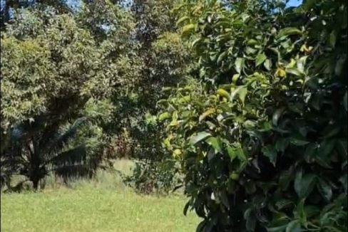 Tanah Dusun Kalumpang Hulu Selangor