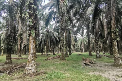 Kebun Sawit Air Kuning Kampung Gajah