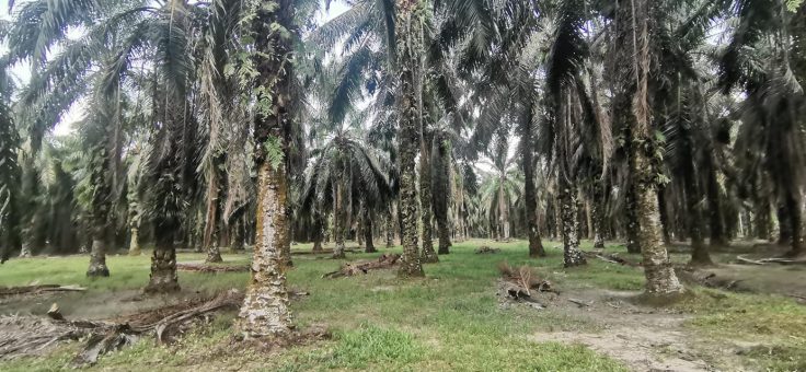 Air Kuning Kampung Gajah
