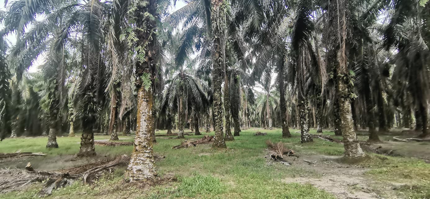 Kebun Sawit Air Kuning Kampung Gajah