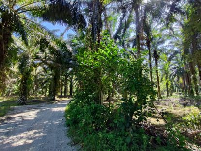 Sawit Batang Padang Bidor