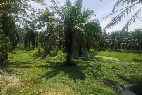 Tanah sawit Ranggon Kerteh