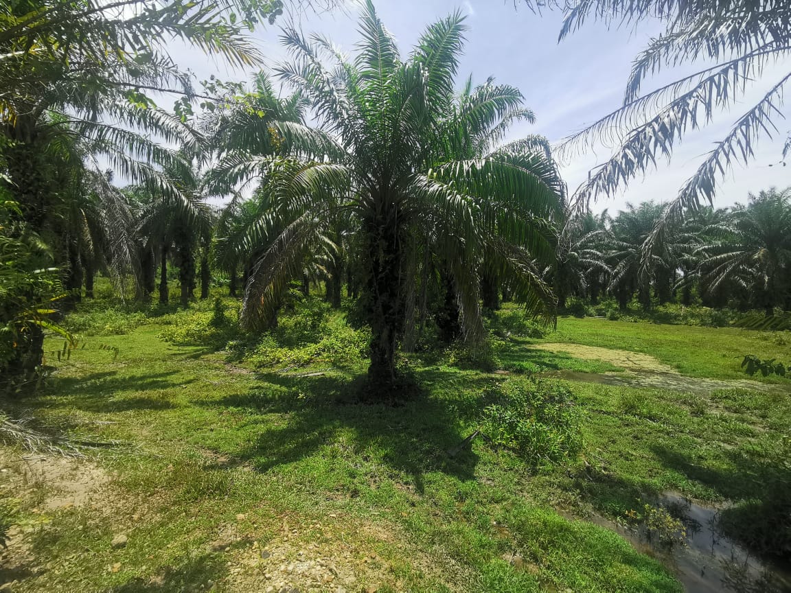 Tanah sawit Ranggon Kerteh
