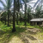 Kebun sawit Ranggon Kerteh