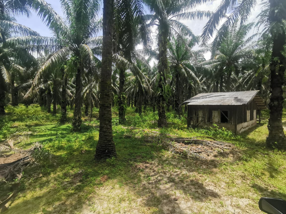 Kebun sawit Ranggon Kerteh