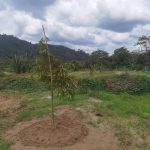 Durian Orchard Broga Semenyih